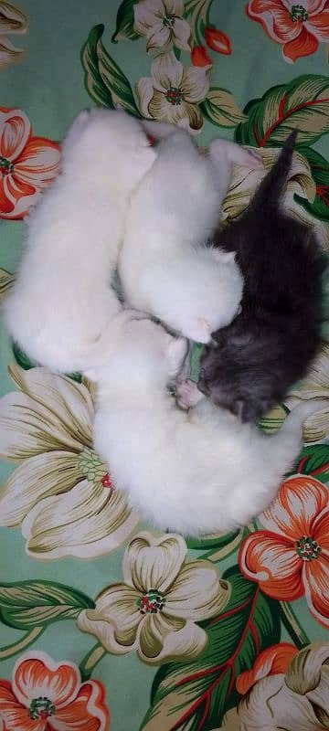 Pure White Baby Persian Kittens for sell 8