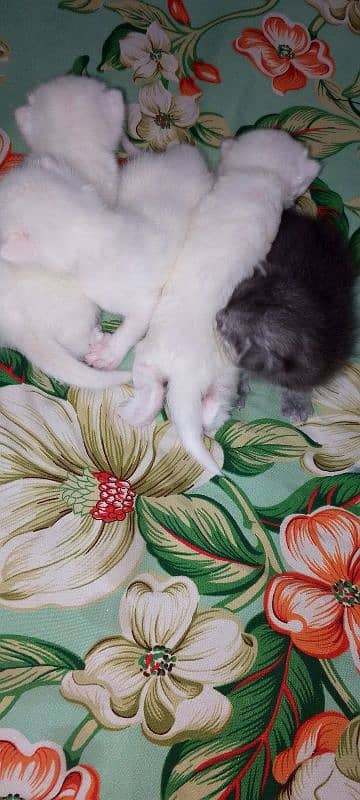 Pure White Baby Persian Kittens for sell 9