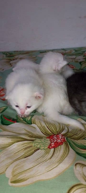 Pure White Baby Persian Kittens for sell 10