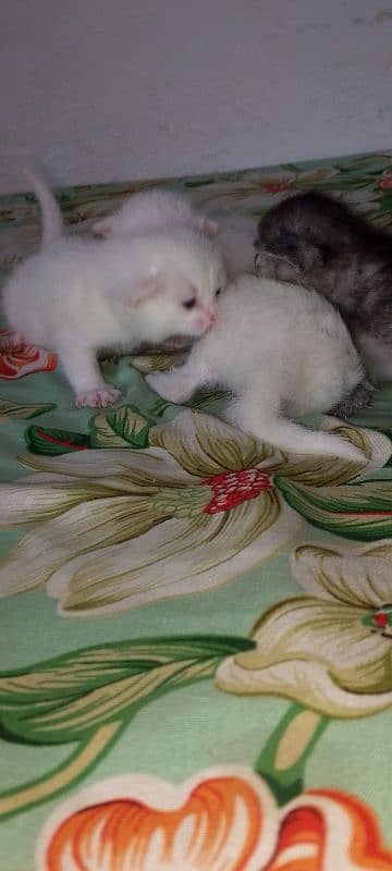 Pure White Baby Persian Kittens for sell 11