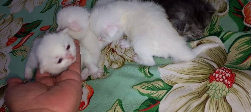 Pure White Baby Persian Kittens for sell 12