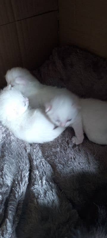 Pure White Baby Persian Kittens for sell 13