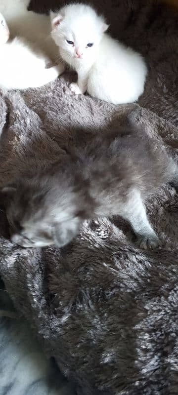 Pure White Baby Persian Kittens for sell 14