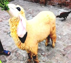 Sheep/Goat/Bakra/Chatra/Kajla/Dumba