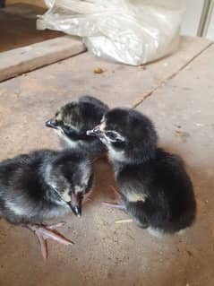 Thai Aseel Chicks