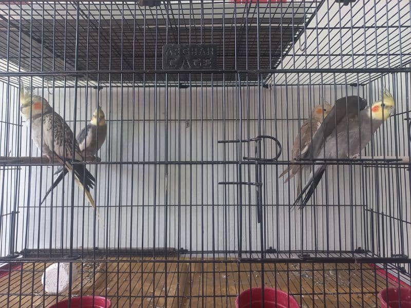 Cockatiel 2 Pairs available 1