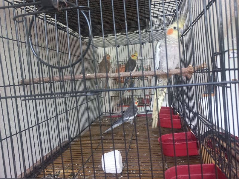 Cockatiel 2 Pairs available 2