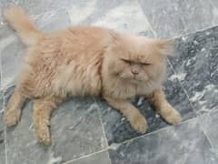 Punch Face Big Persian Male Cat