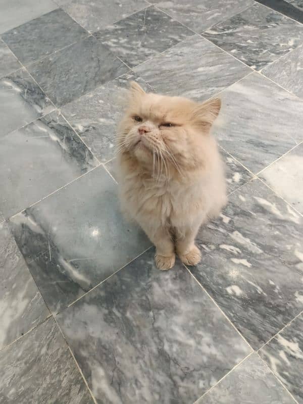 Punch Face Big Persian Male Cat 5