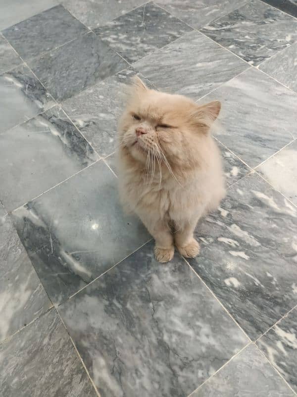 Punch Face Big Persian Male Cat 6