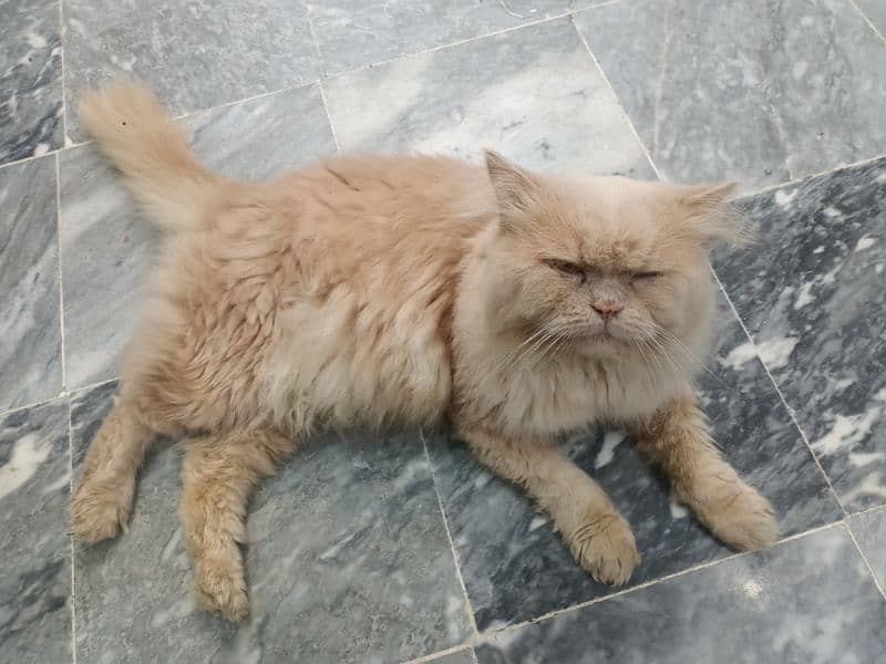 Punch Face Big Persian Male Cat 7