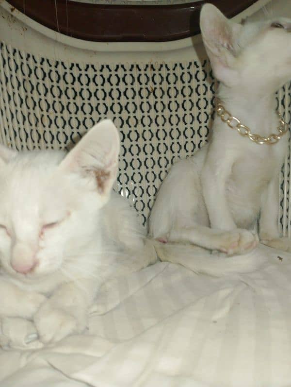 Turkish angora Male female 1