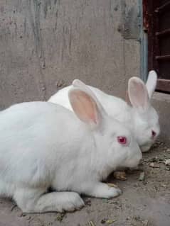 6 Rabbit Pieces breeding pair