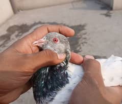 pigeon