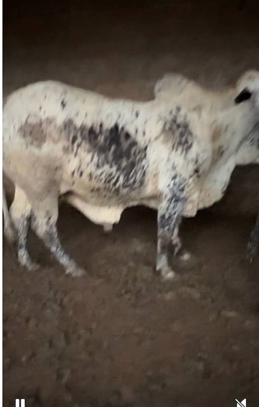 15 animals  qurbni k liya for sale 1