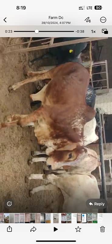 15 animals  qurbni k liya for sale 6