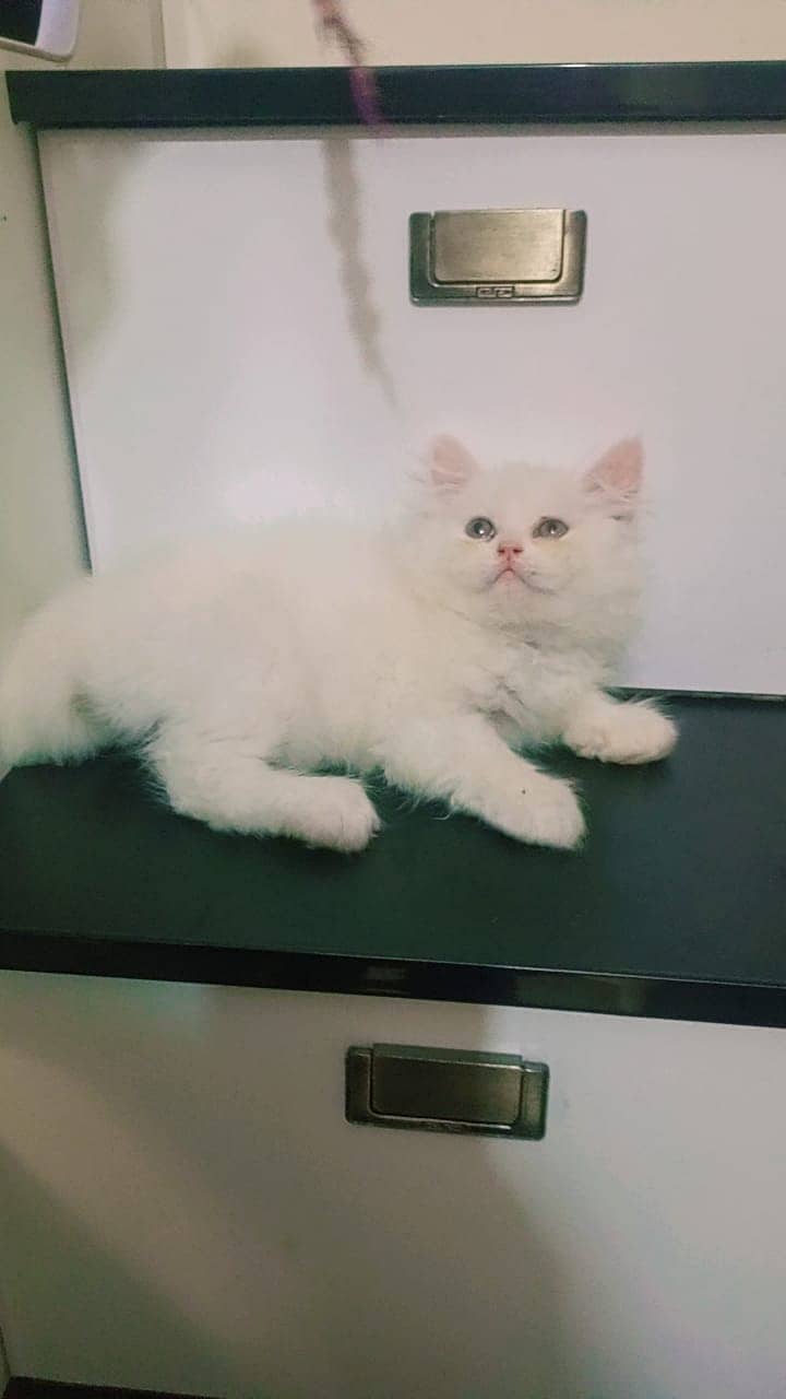 Pure persian high quality Kittens 3