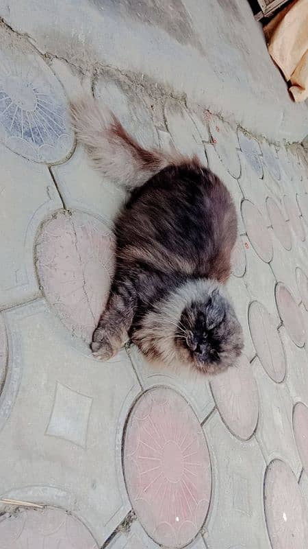 persian cat 0