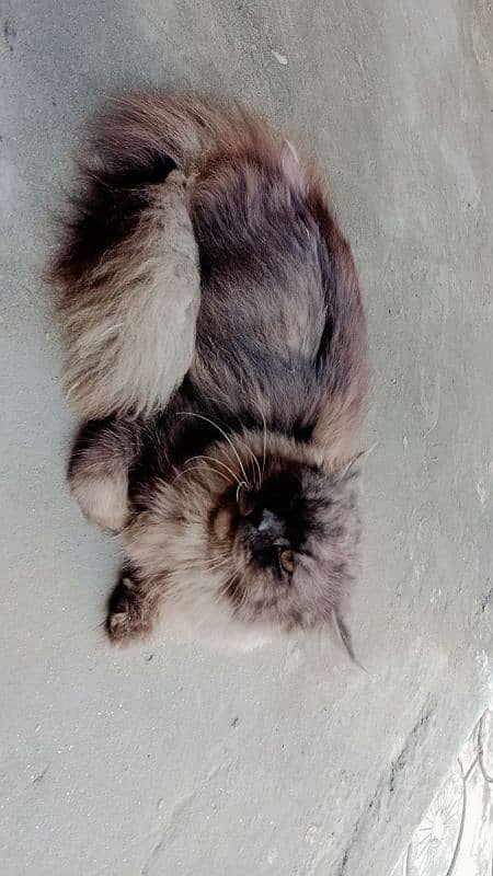 persian cat 2