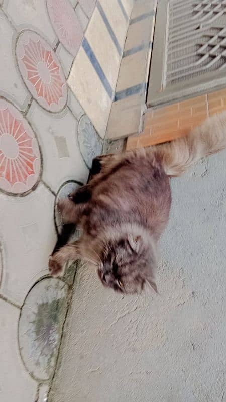 persian cat 4