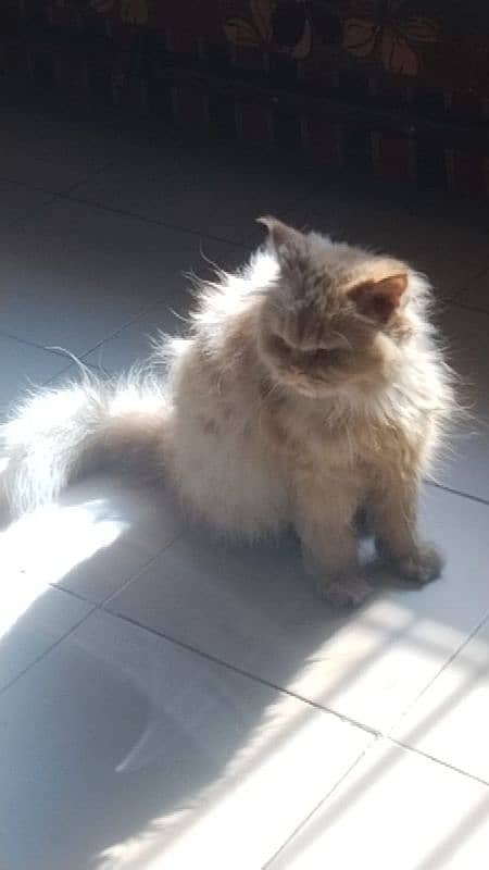 Triple coated Punch face Persian female 0