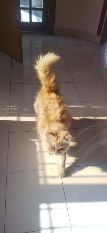 Triple coated Punch face Persian female 2