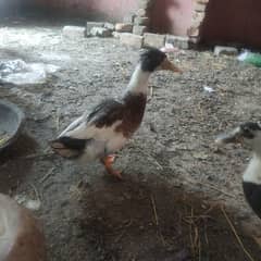 Duck for sale eggs dainy wali03314806127