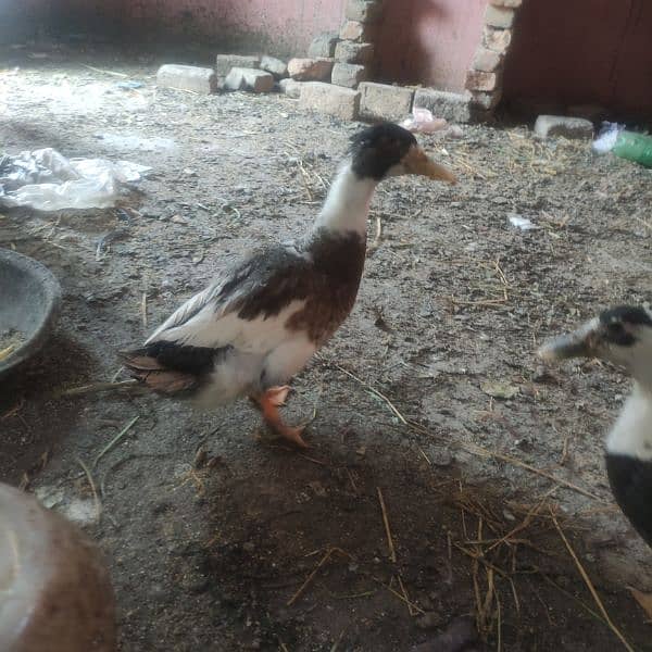 Duck for sale eggs dainy wali03314806127 0