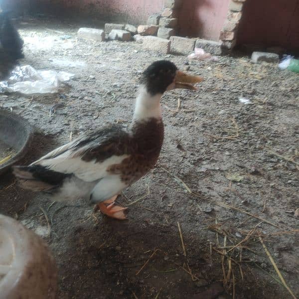 Duck for sale eggs dainy wali03314806127 1