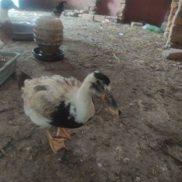 Duck for sale eggs dainy wali03314806127 2