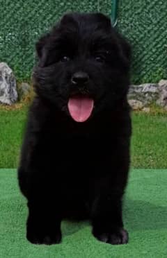 black German Shepherd long coat puppy