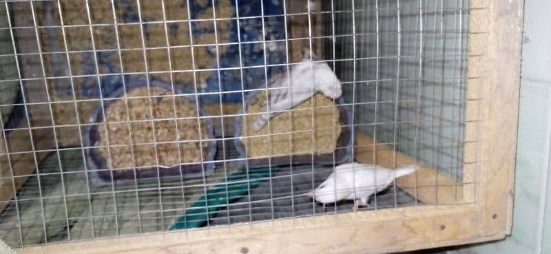 Finches Breeder pair 5