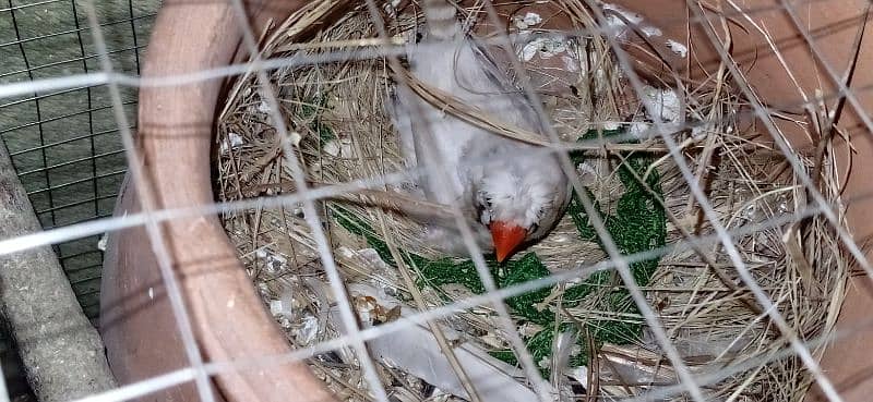 Finches Breeder pair 6