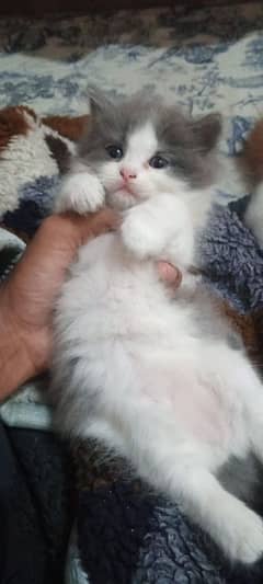 Persian Kitten For Sale.