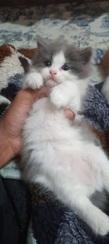 Persian Kitten For Sale. 0