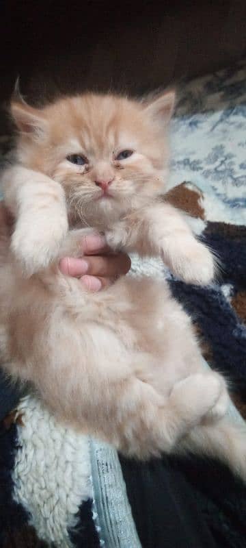 Persian Kitten For Sale. 1