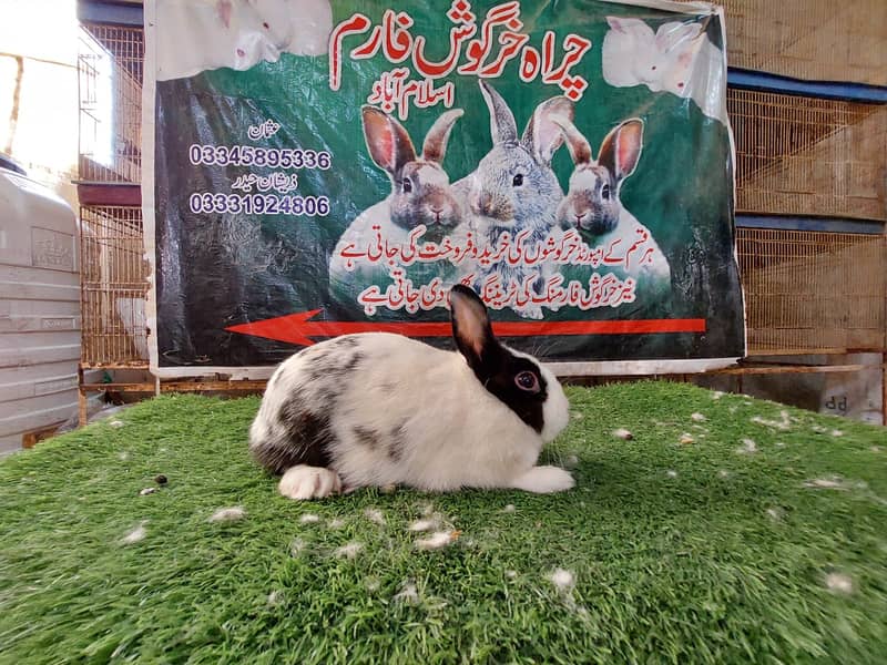 Rabbit/ rabbit for sale / angoora rabbit / khargosh 8