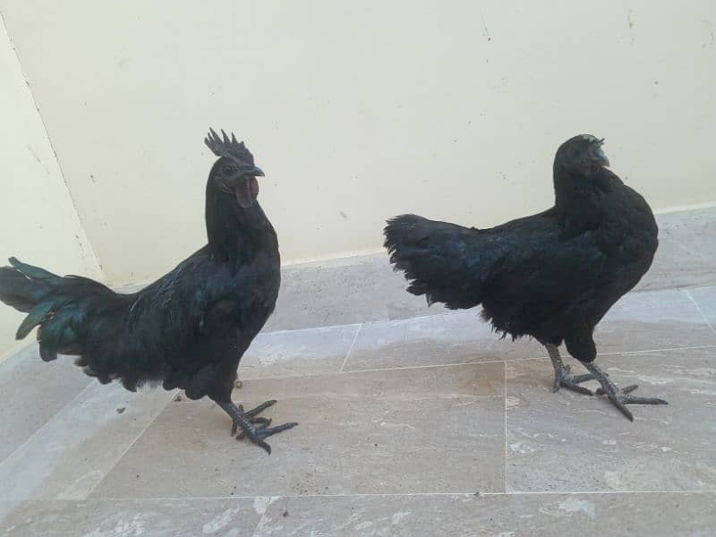 Ayam Cemani Black Meat (Grey Tongue) Breeder Pair 03148254321 1