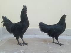 Ayam