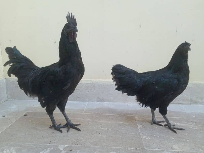 Ayam Cemani Black Meat (Grey Tongue) Breeder Pair 03148254321 0