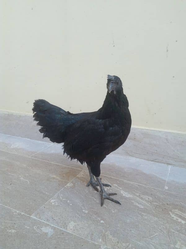 Ayam Cemani Black Meat (Grey Tongue) Breeder Pair 03148254321 2