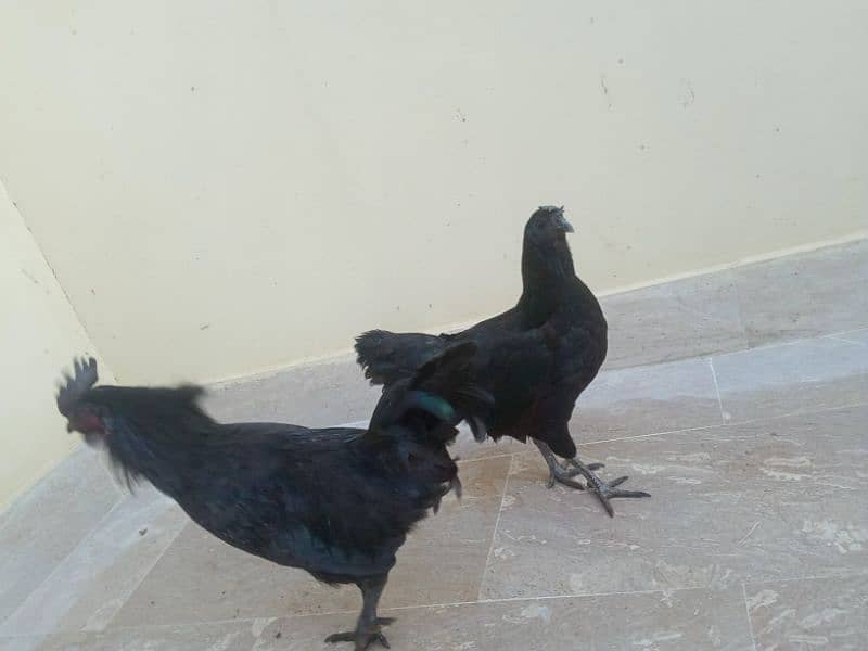 Ayam Cemani Black Meat (Grey Tongue) Breeder Pair 03148254321 3