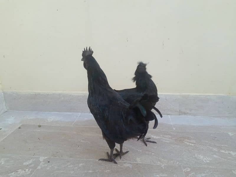 Ayam Cemani Black Meat (Grey Tongue) Breeder Pair 03148254321 4