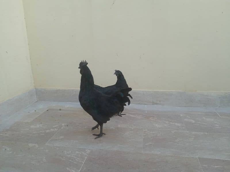 Ayam Cemani Black Meat (Grey Tongue) Breeder Pair 03148254321 5