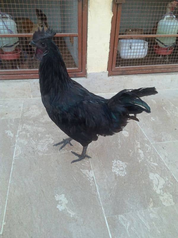 Ayam Cemani Black Meat (Grey Tongue) Breeder Pair 03148254321 6