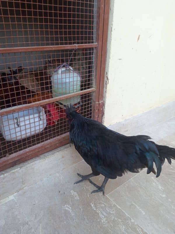 Ayam Cemani Black Meat (Grey Tongue) Breeder Pair 03148254321 7