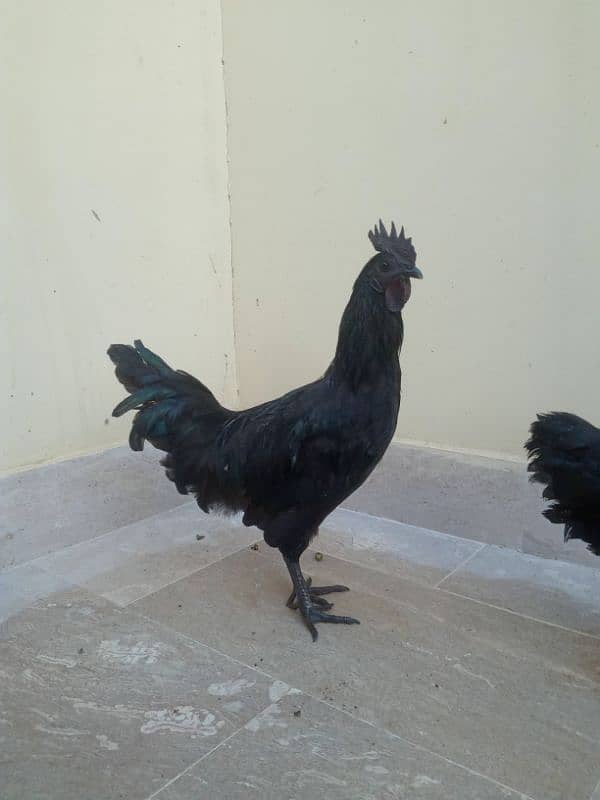 Ayam Cemani Black Meat (Grey Tongue) Breeder Pair 03148254321 8