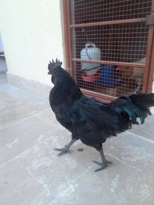 Ayam Cemani Black Meat (Grey Tongue) Breeder Pair 03148254321 9