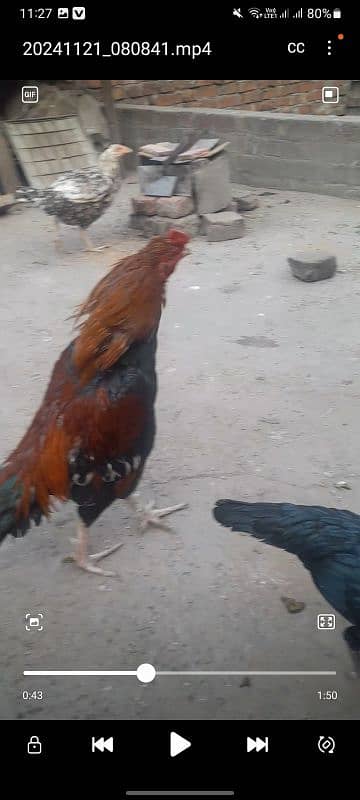 aseel pair for sale 8