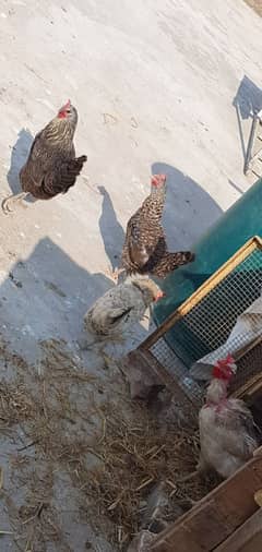 Desi Hen s 4 for sale